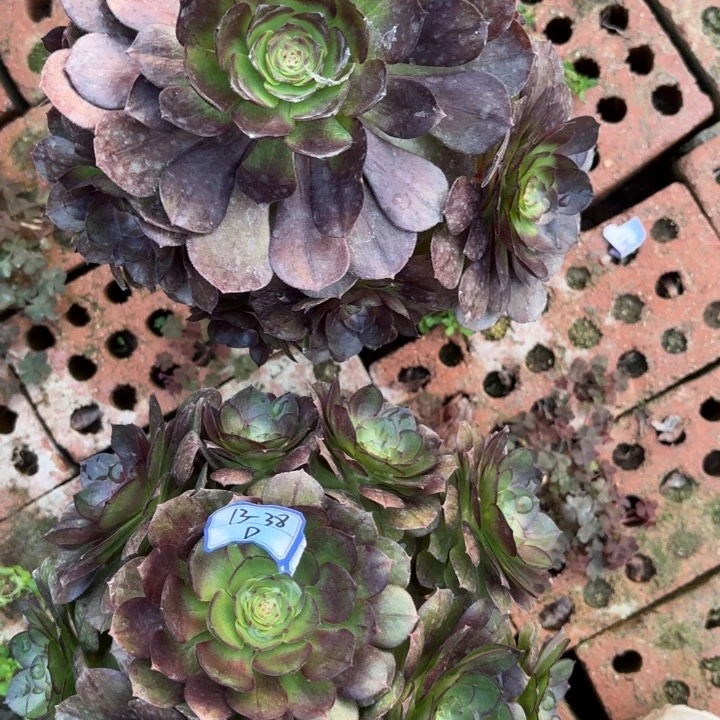 两颗多肉断枝不包38