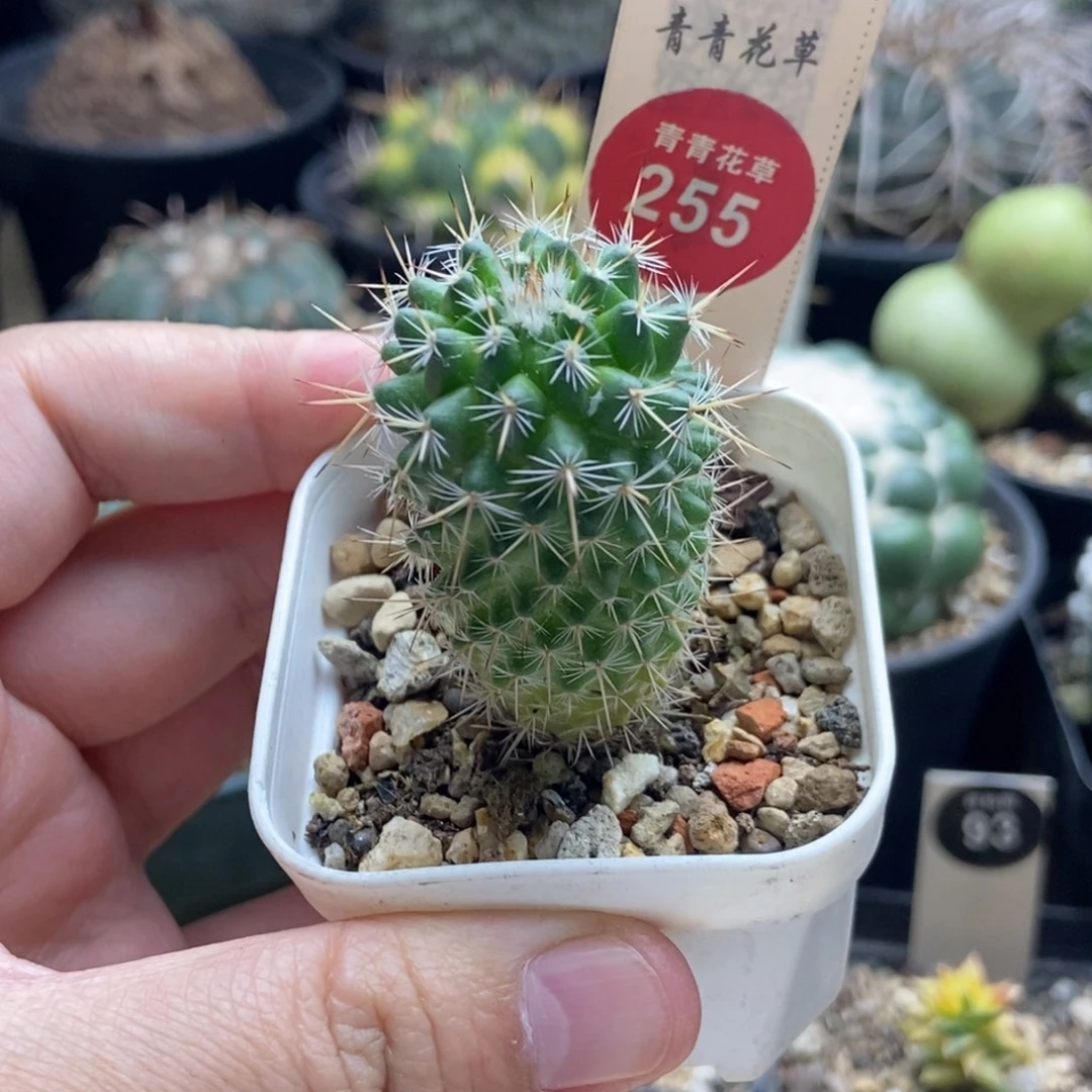实生长刺球一颗仙人球