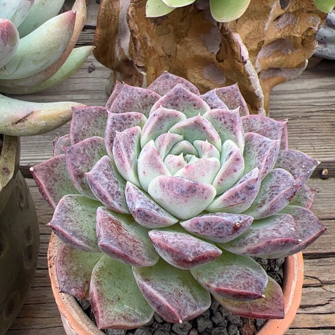 波塞冬老庄多肉植物