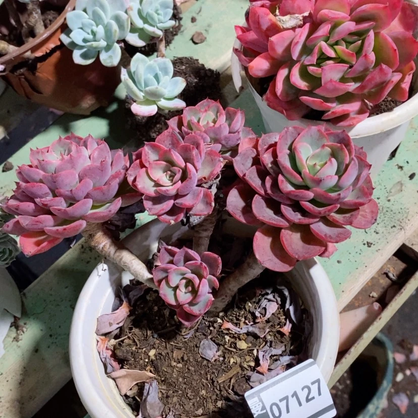 【闪购商品】雨滴07127