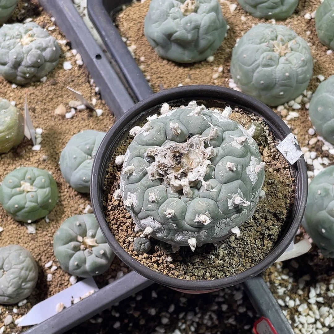 巍***~粉丝专拍仙人球多肉