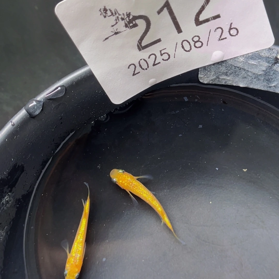 青鳉212玫瑰宝石一对