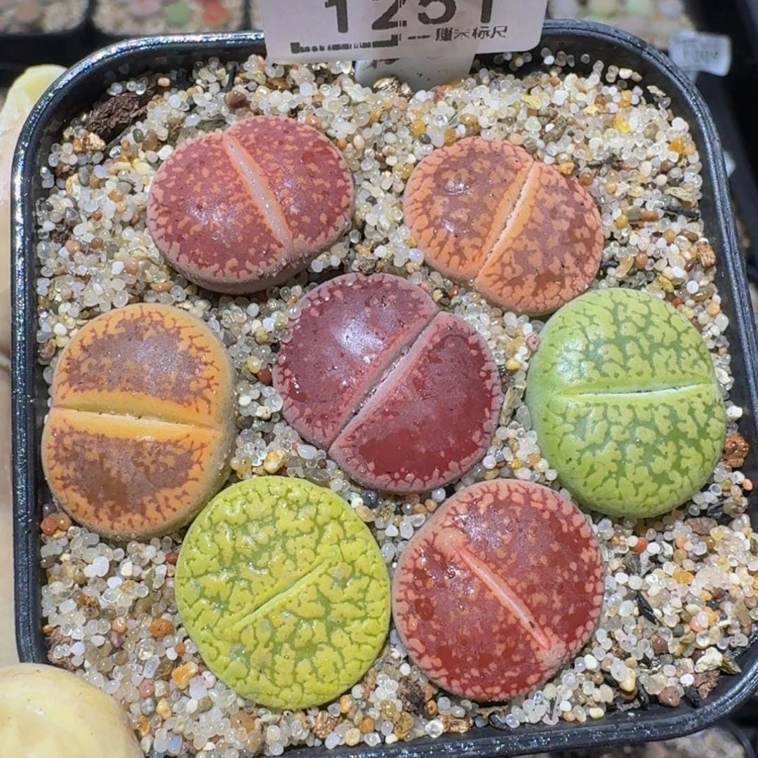 zzzx精品生石花1251