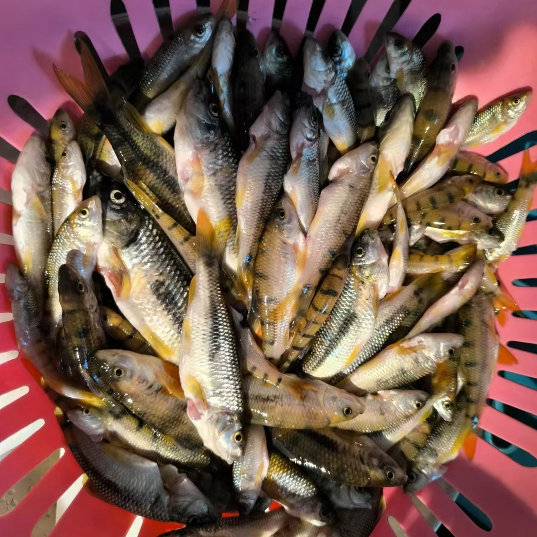 新鲜石斑鱼杀净发货野生溪水鲜山坑鱼仔杂鱼农产品顺丰包邮
