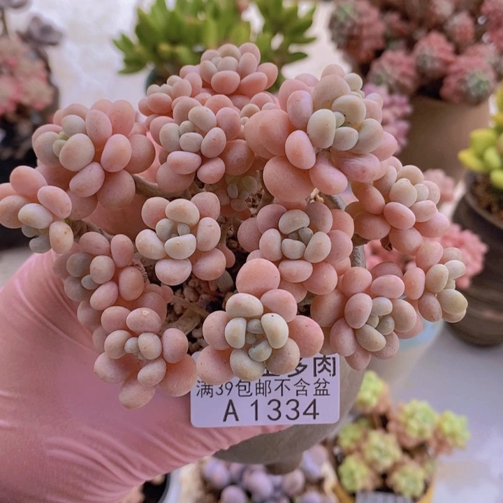 洛可可10cm1334多肉植物