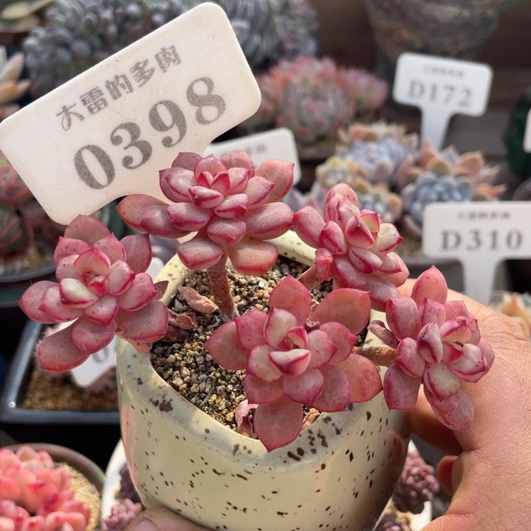 0398探戈不带盆9厘米