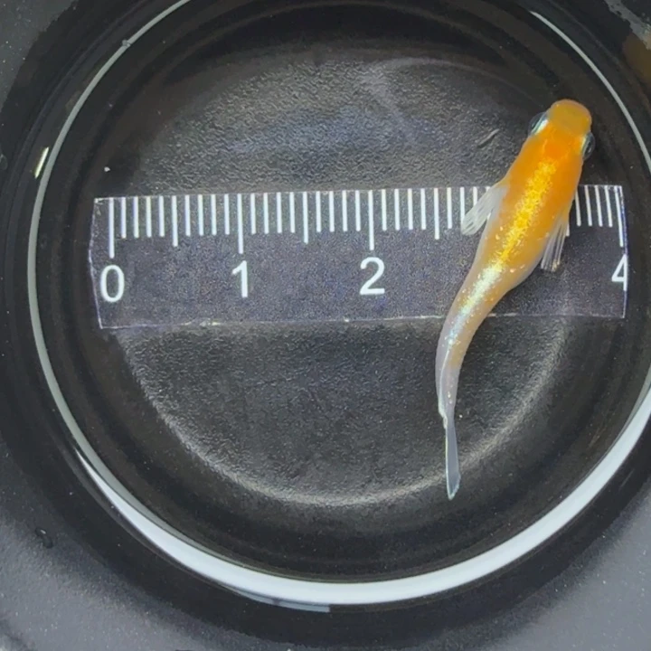 青鳉鱼红白赤壁7号