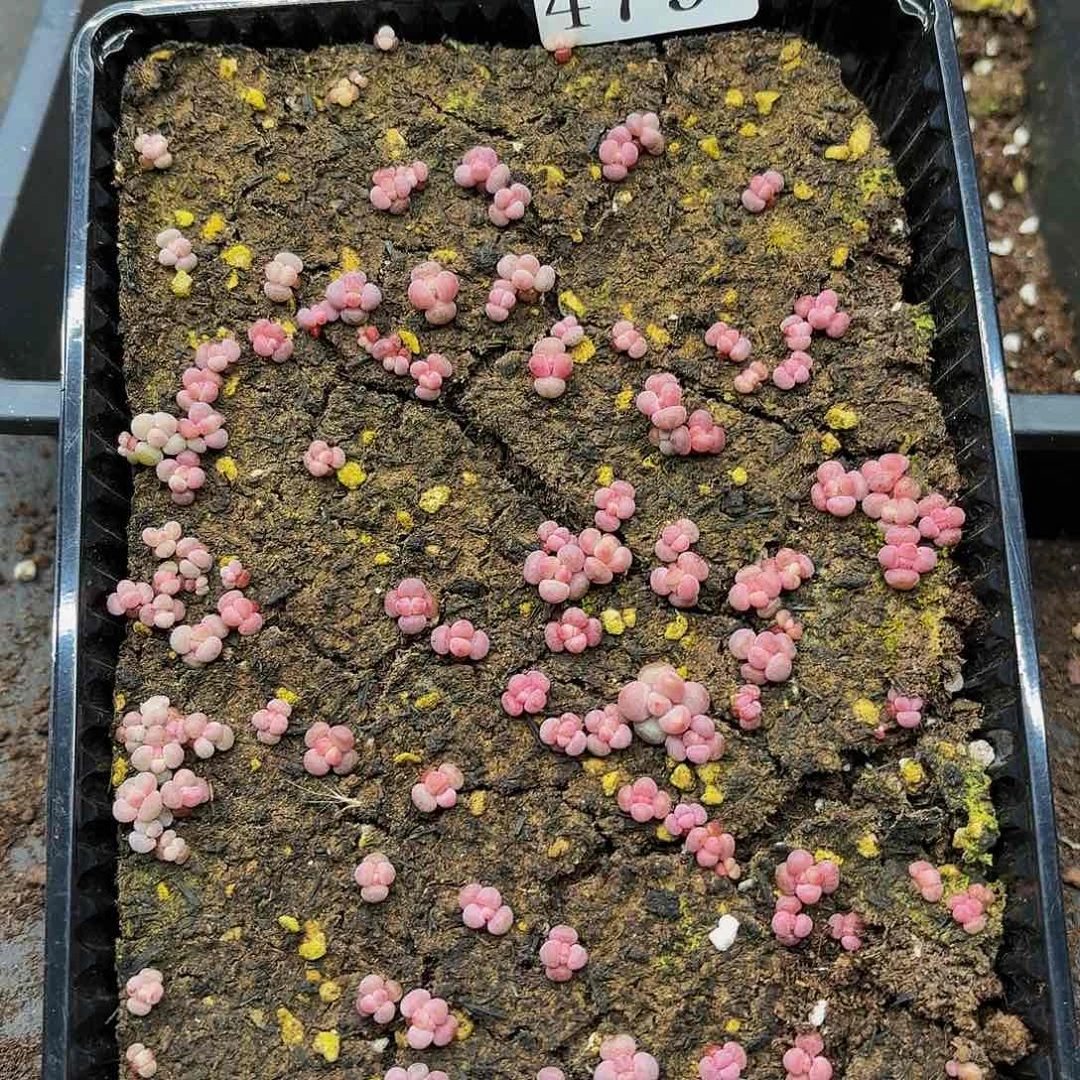 多肉植物多肉植物479