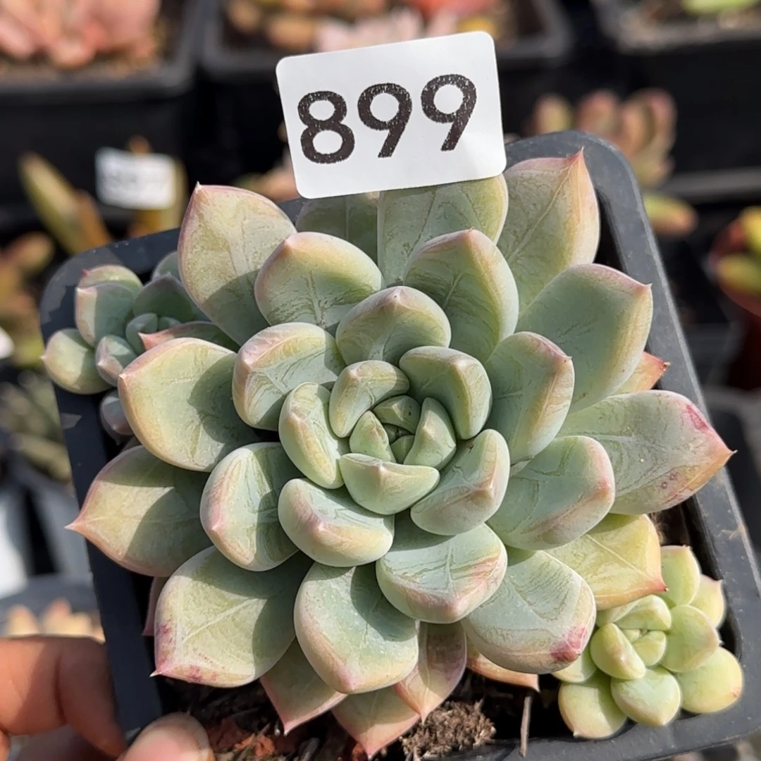 899号一物一拍一物一拍