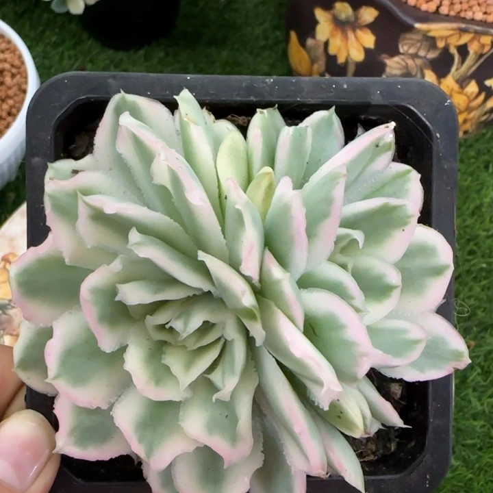 紫蝴蝶锦多肉植物