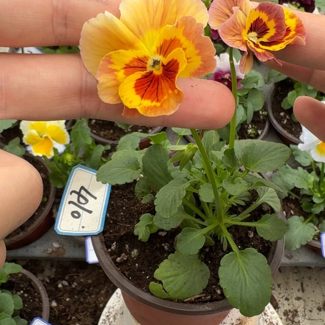 完全开放皱边角堇410