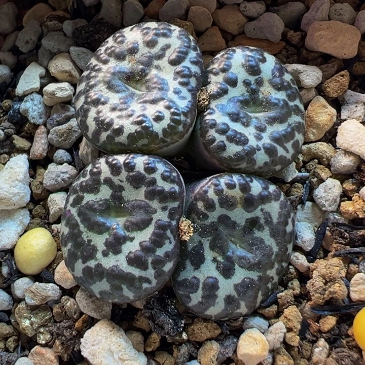 152多肉植物种类多样