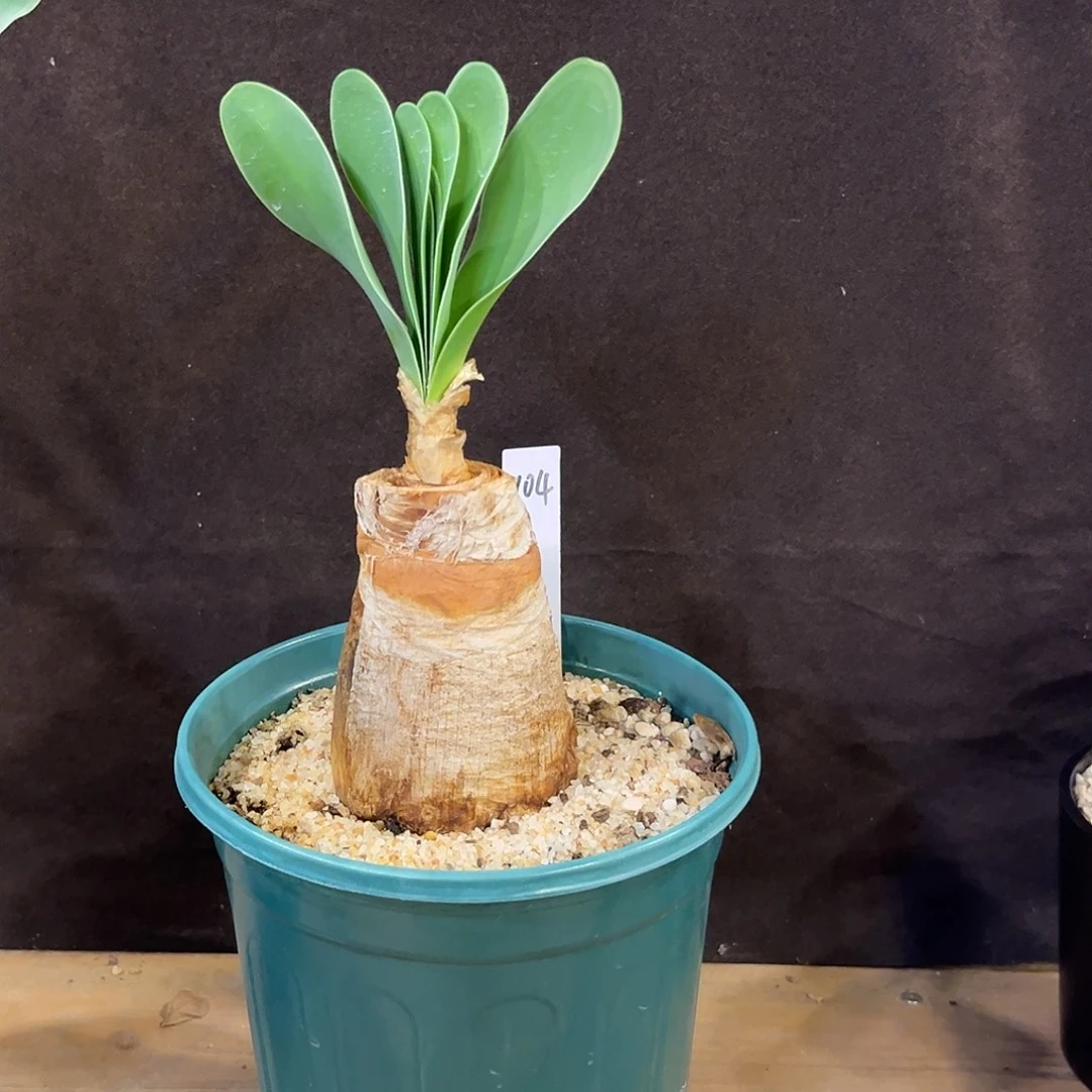 汤圆植物巨凤之卵104