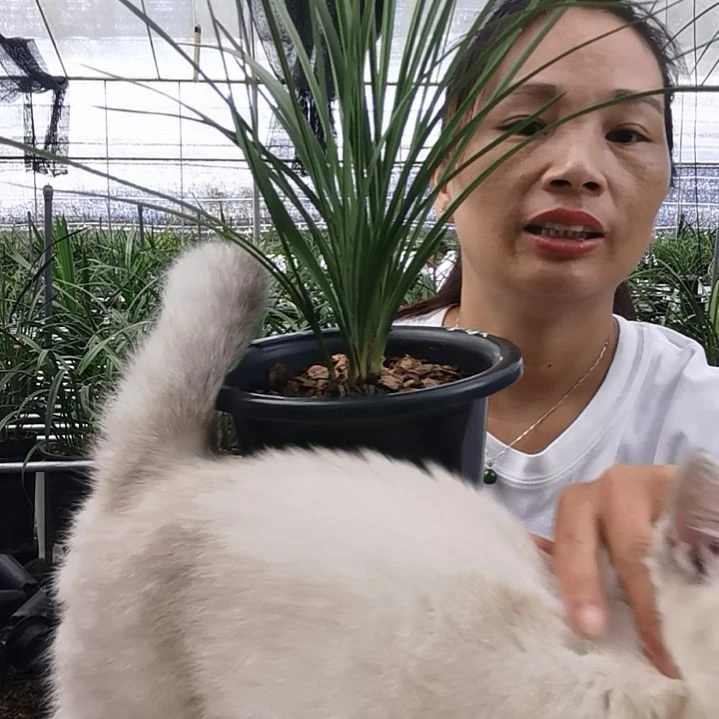 完全开放蕙兰金奥素，2花苞