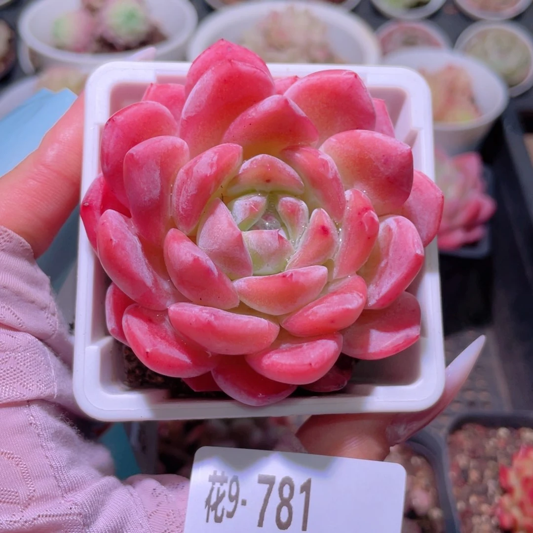 花利美9-781青提