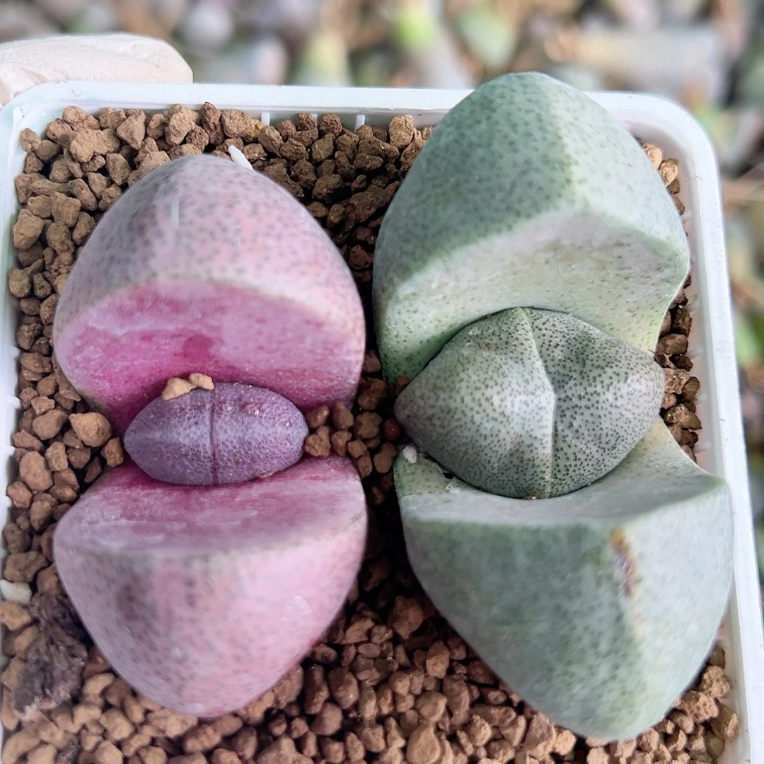 1003两颗元宝5/6cm美美哒