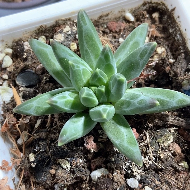 多肉植物梵高515