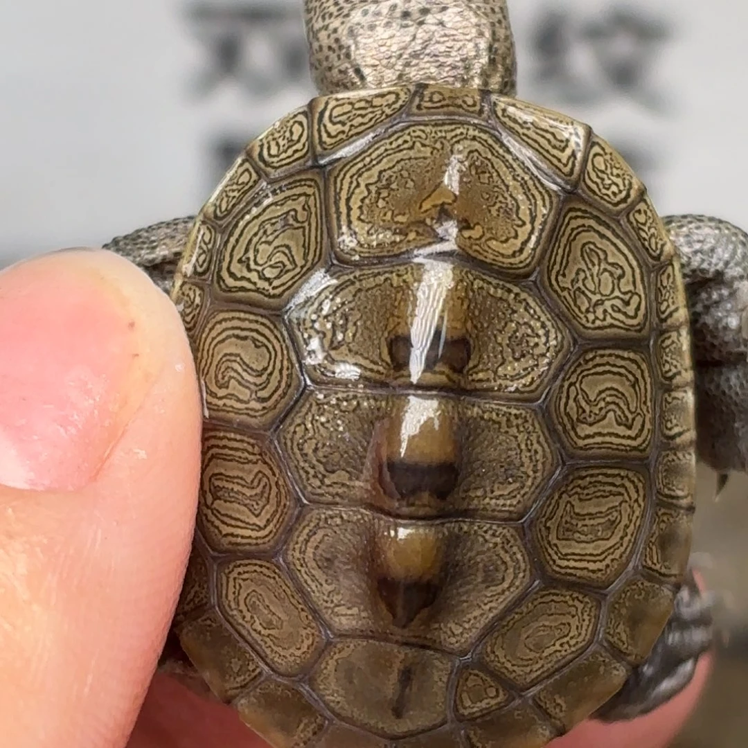 不分公母宠物龟瑕疵钻纹