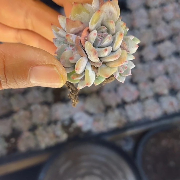 星影群5头随机发满18包邮