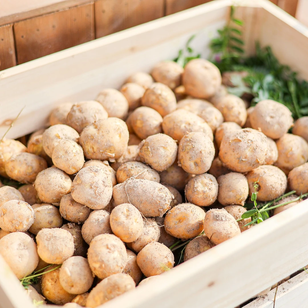 【阿拉小陈姐】六横岛土豆