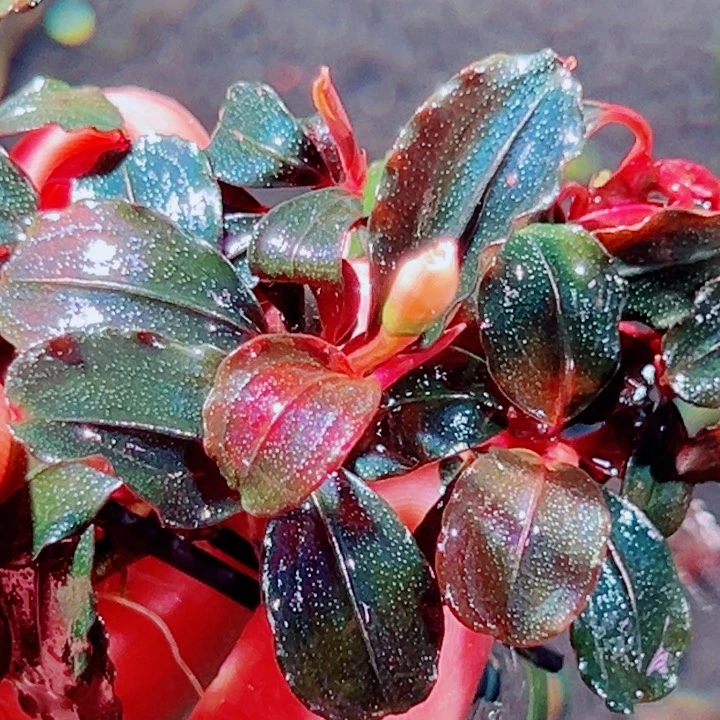 无花朵福利辣椒榕私藏