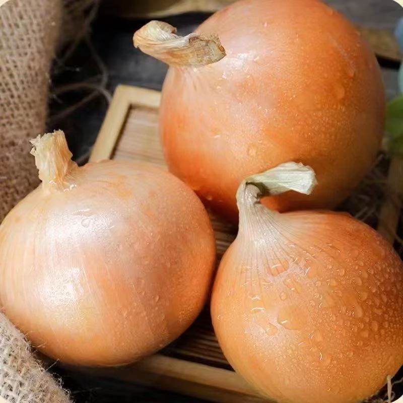 白葱头约500g【星火集市】葱头