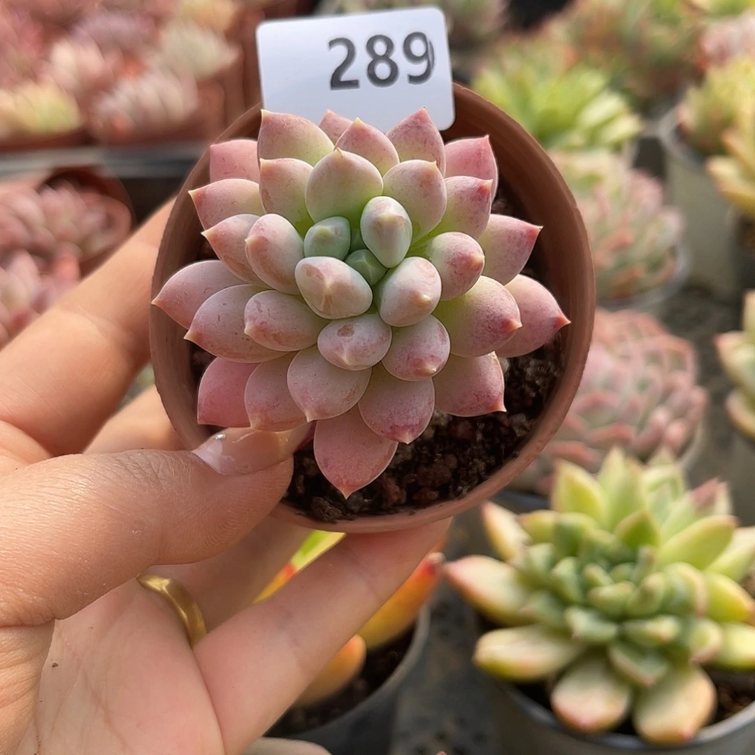 厚叶草。  289。 1111111111