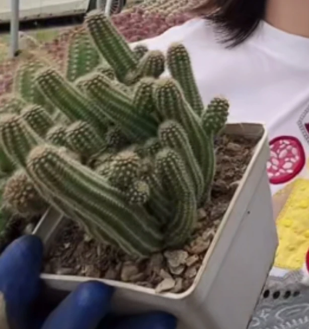 二妹园艺【（7/9）1棵  群生白檀  】默认脱土随机发货