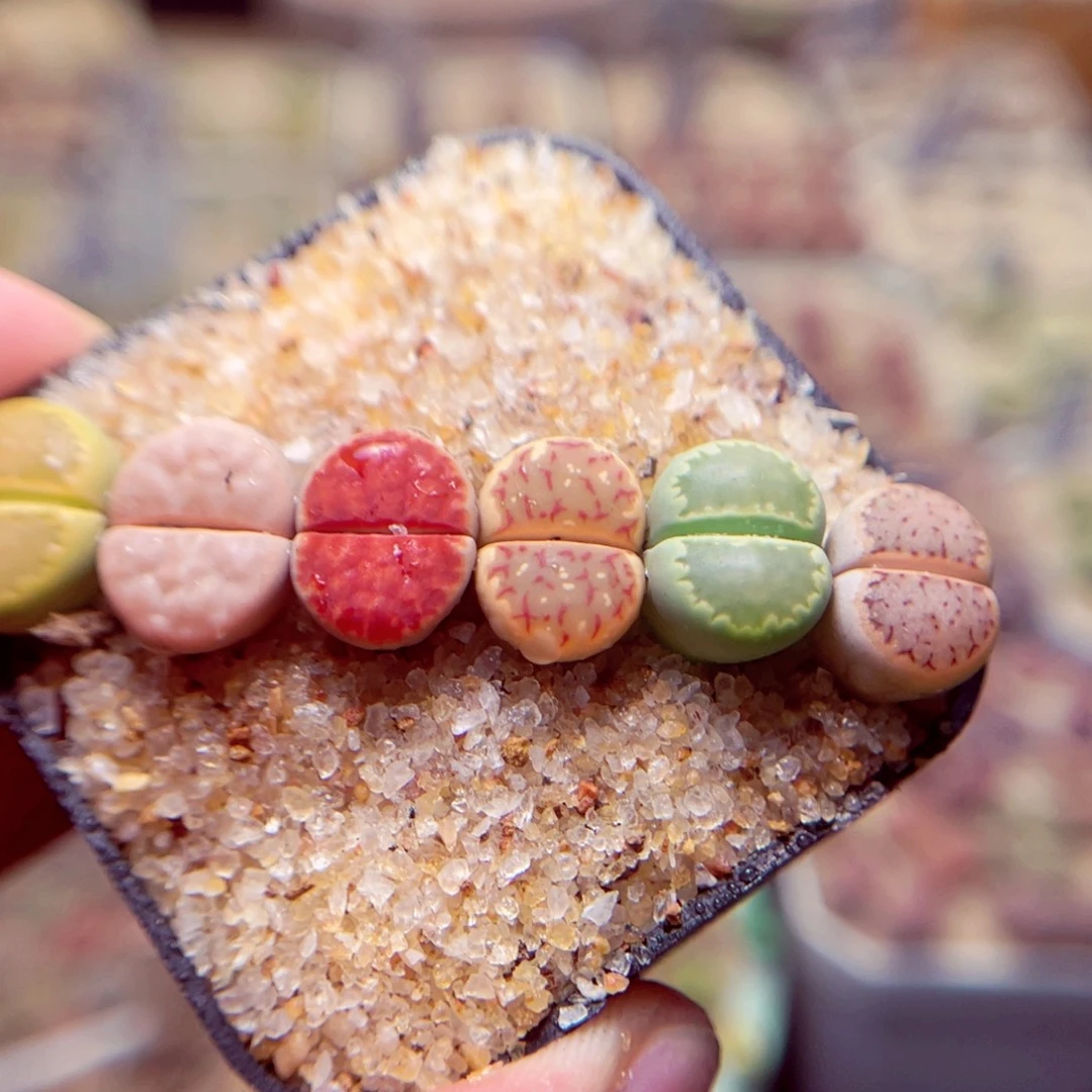 533号带盆包邮发货