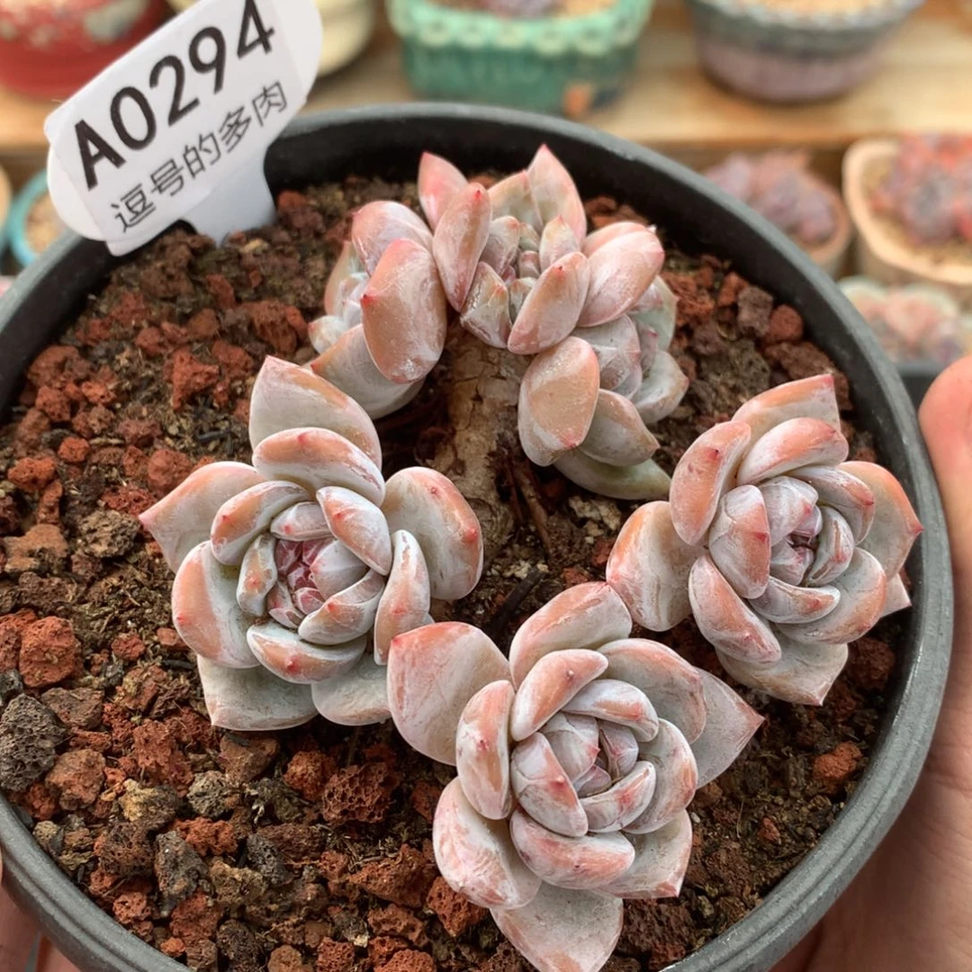 A0294 星影飘枝 有砍 9cm