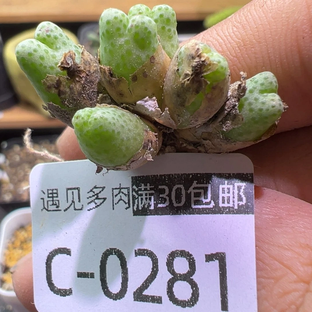 多肉植物1111111111