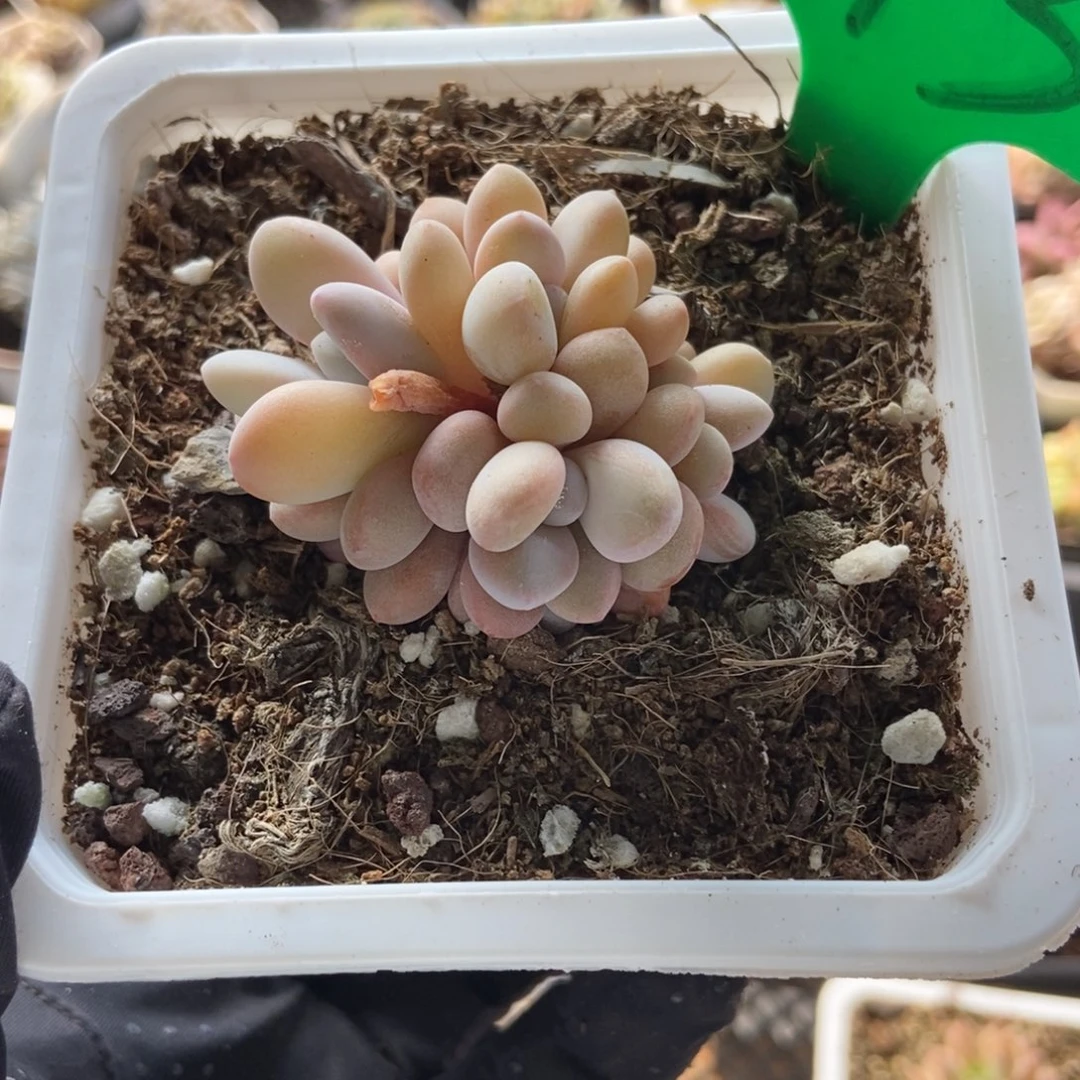 913粉兔多肉植物保护