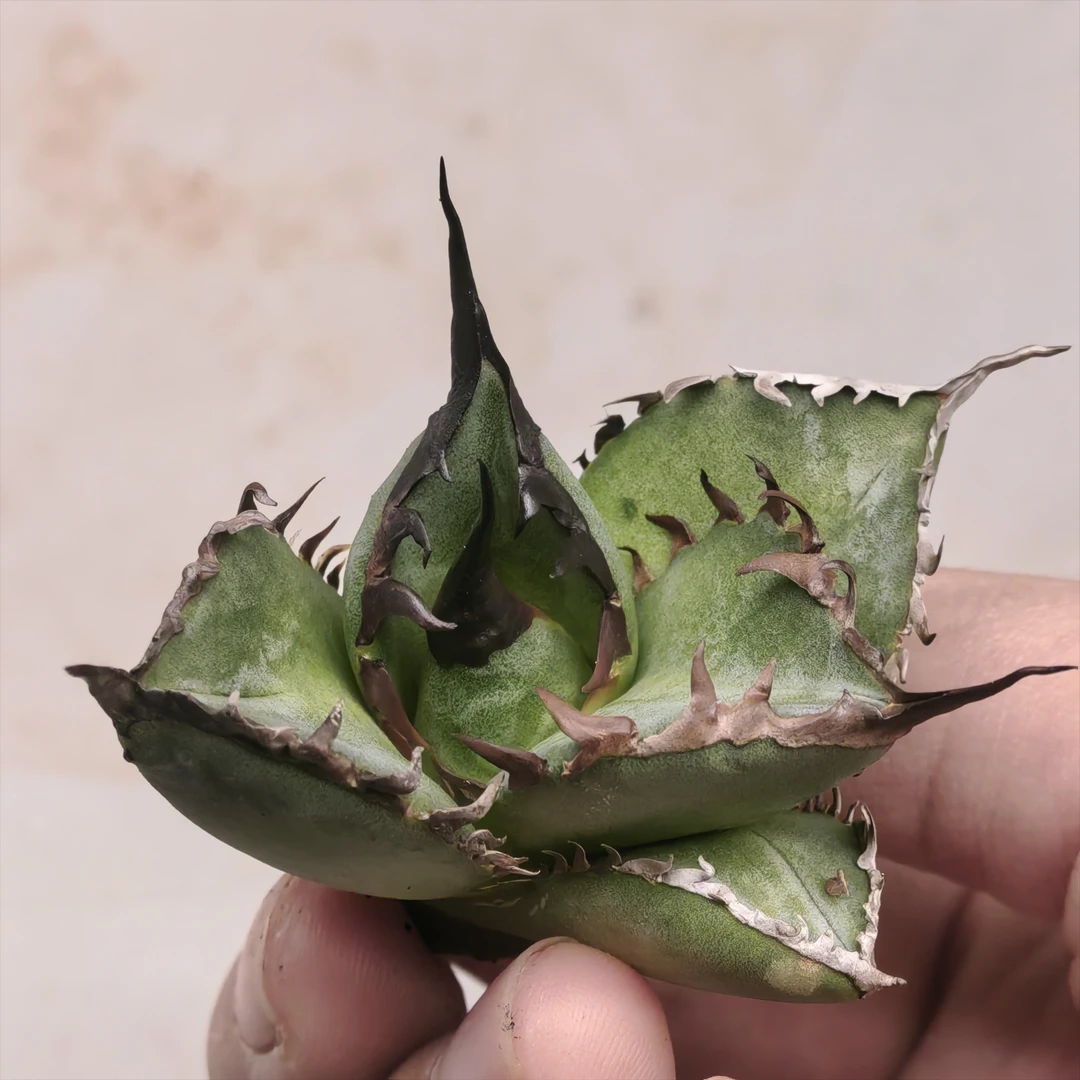 实生龙舌兰仁王冠优选顶芽 一物一拍19