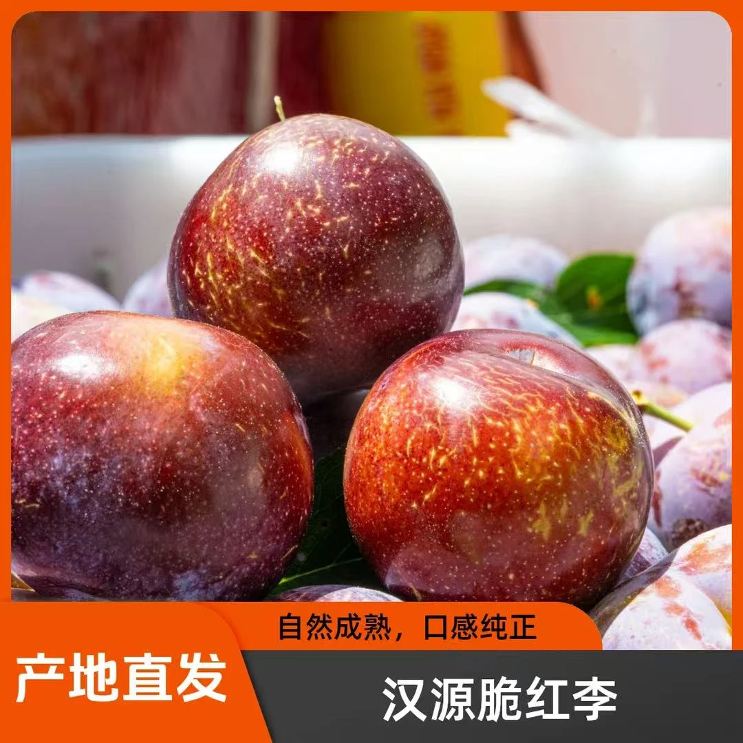 四川汉源现摘现发脆红脱骨李子新鲜当季水果脆甜多汁脆李