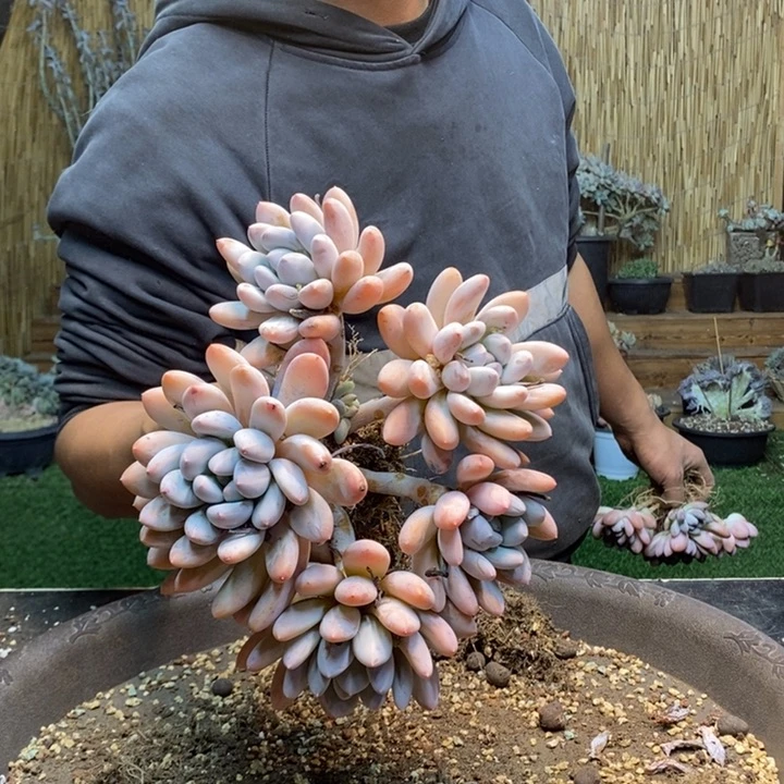 冰***莲749号香水多肉植物