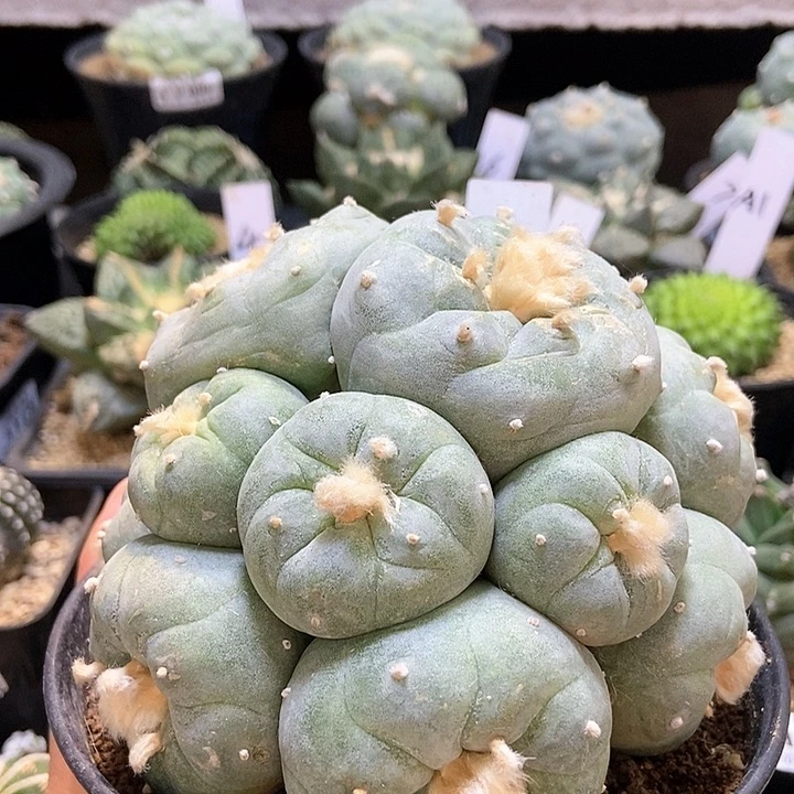 200自根银群