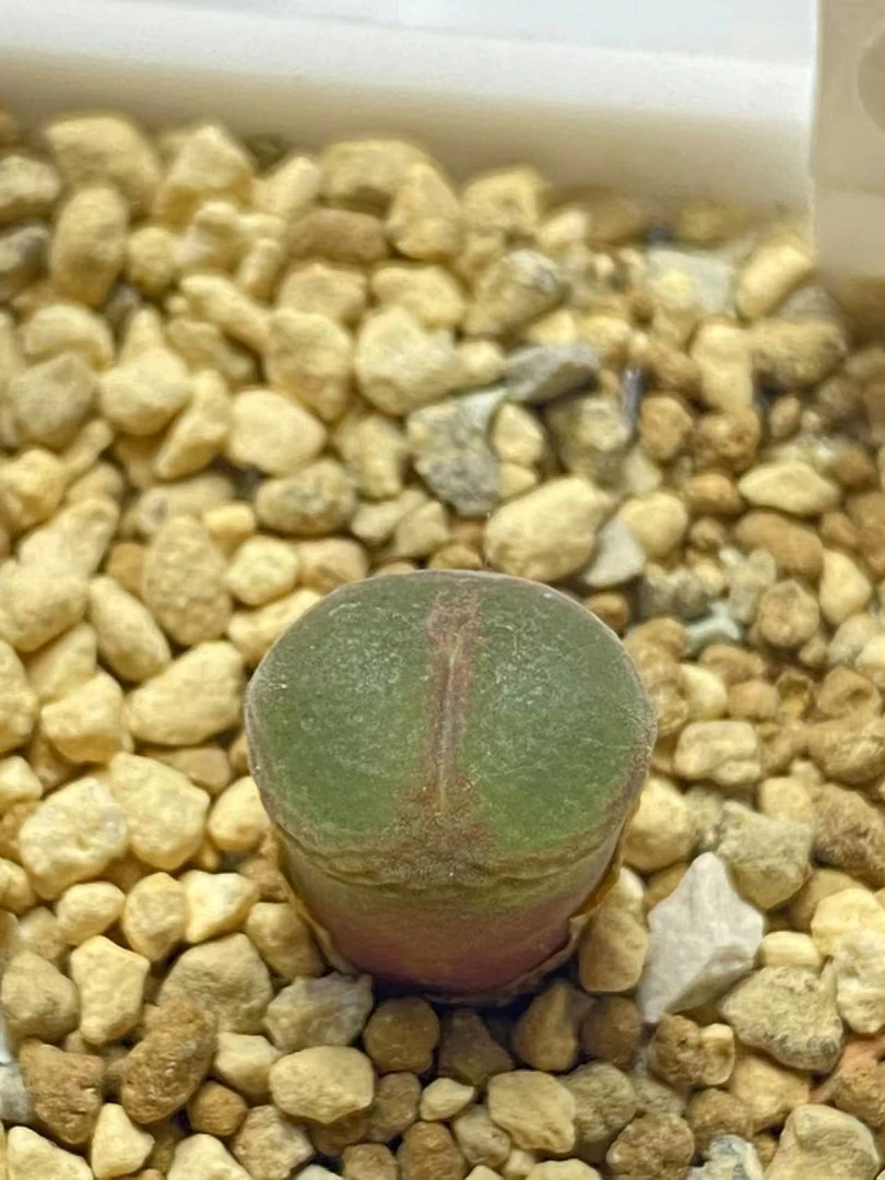 一物一拍纽扣窗安格尼斯之眼风铃玉3年母本多肉多肉植物绿植