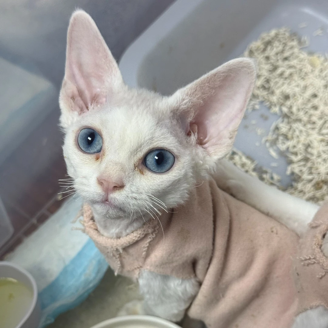 来了姊妹-纯白蓝眼德文猫 弟弟 Y2