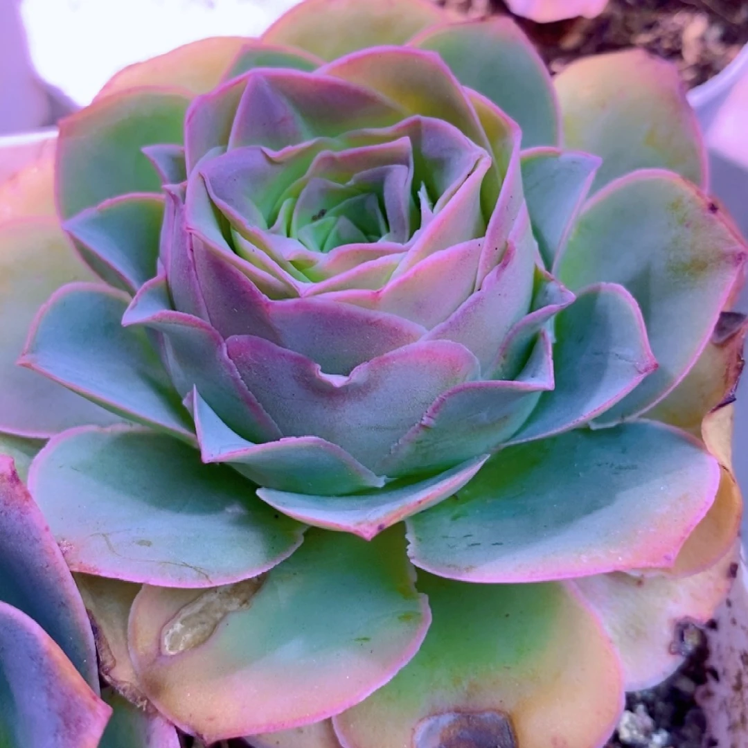 山地玫瑰下播福利一物一拍359特内