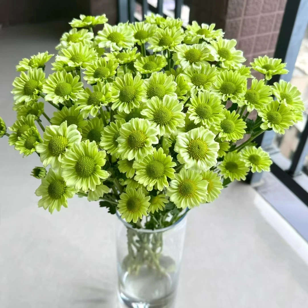 10枝抹茶小雏菊 2单送配草3单送花瓶 云南鲜花