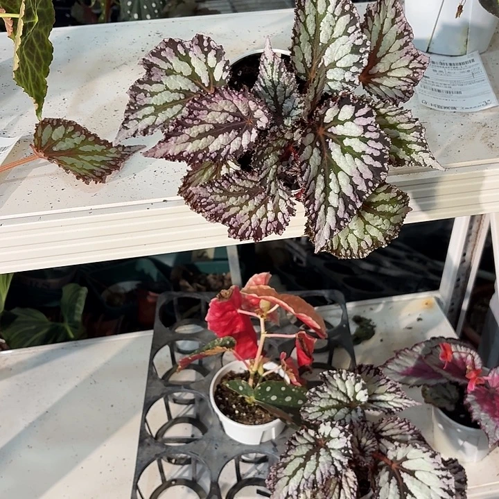 完全开放赤血秋海棠