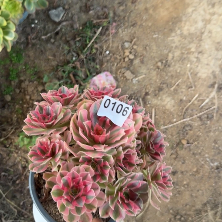 106 清棚处理不包断枝