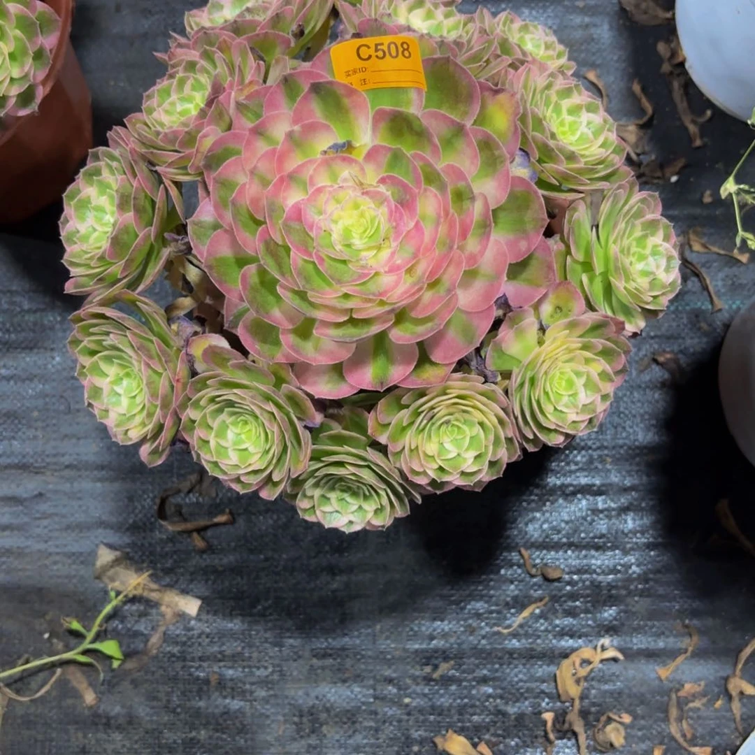 无花朵508海鲜法师多肉植物