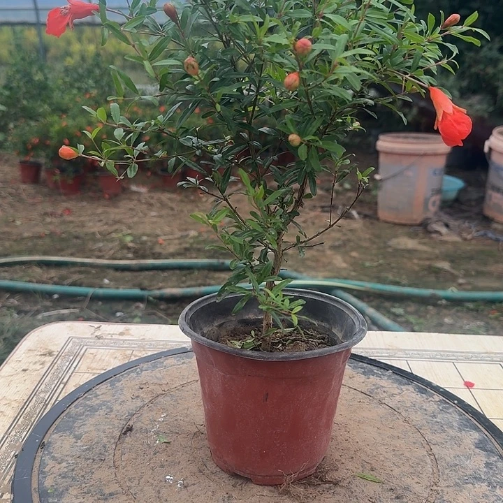 手***背完全开放三寸三寸