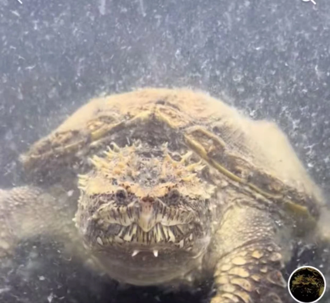 直播挑选宠物龟小鳄鱼龟幼苗种龟亚成