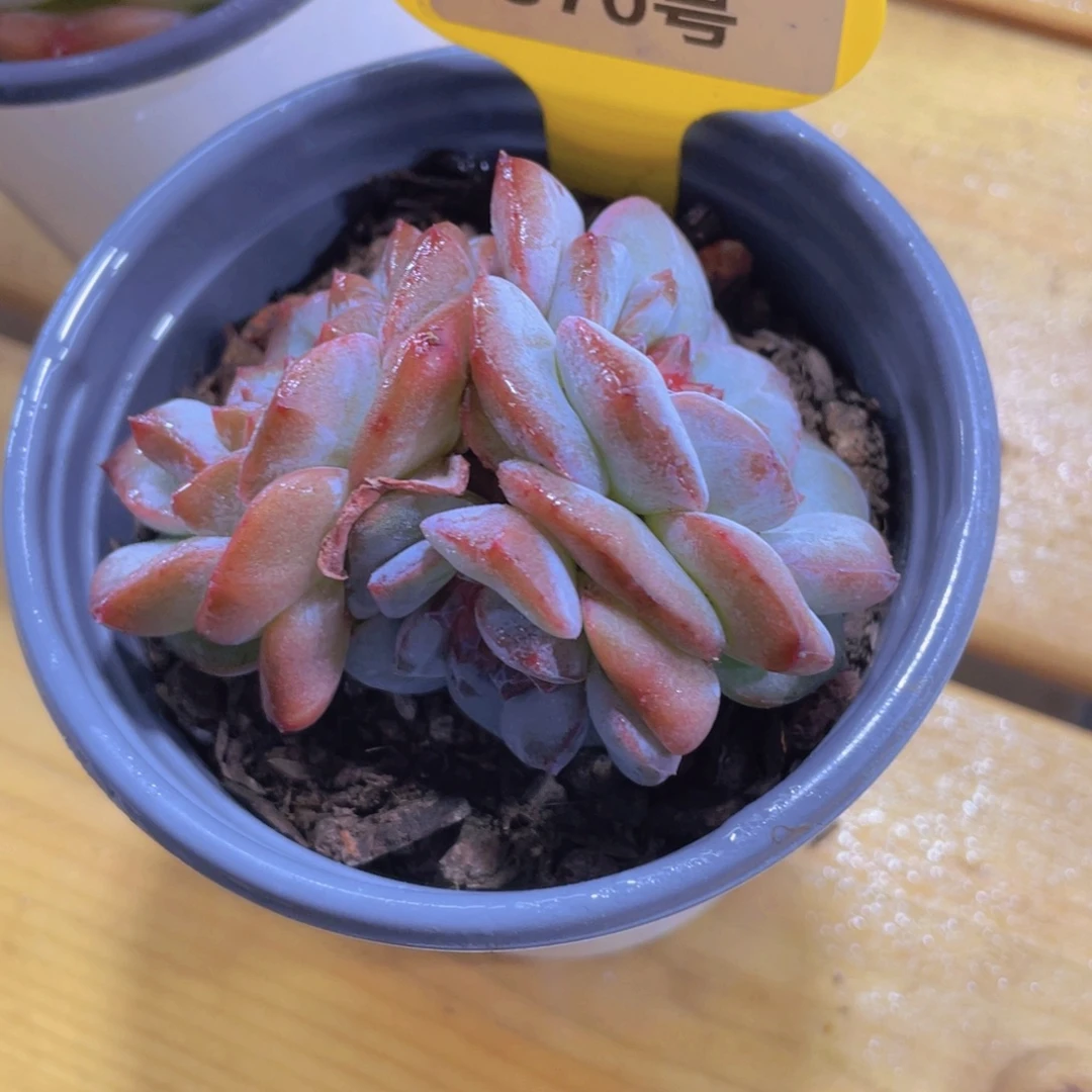370号 全状态宝石珍妮三头