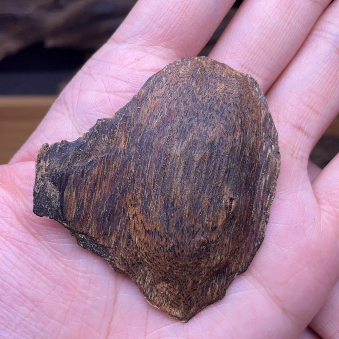 香榧木海南黎母山棋楠泡4克