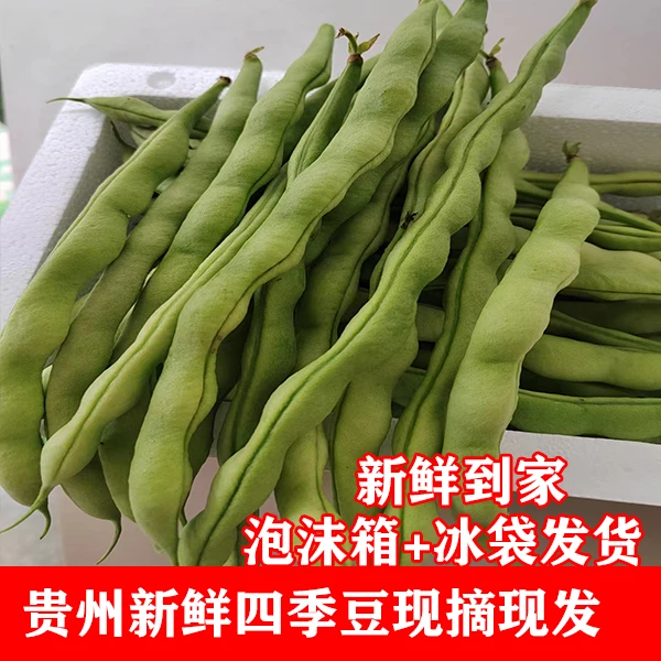 贵州农家现摘蔬菜嫩四季豆片新鲜棒豆四季豆新鲜芸豆角扁豆刀豆