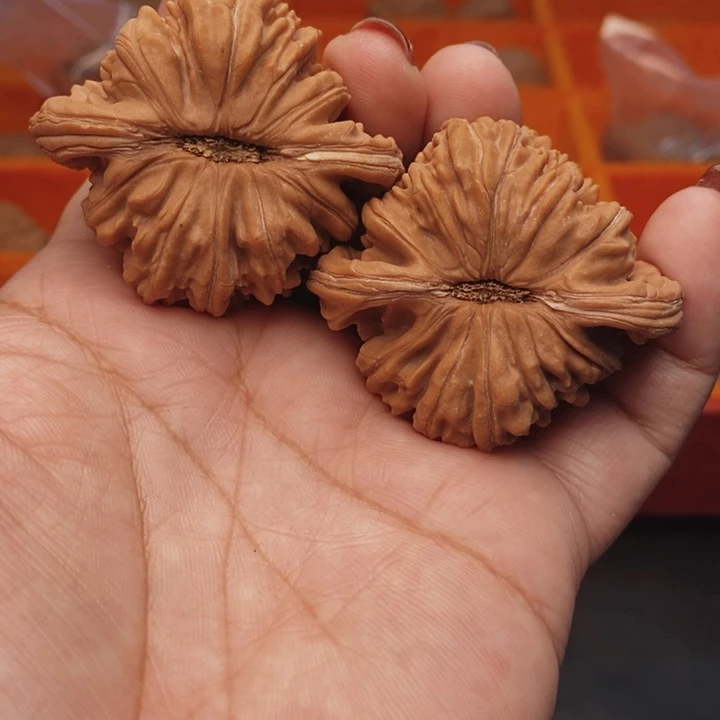 核桃汉高楼47尺核桃