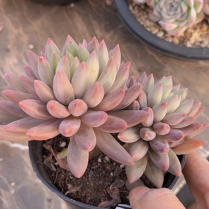 虞姬16182多肉植物